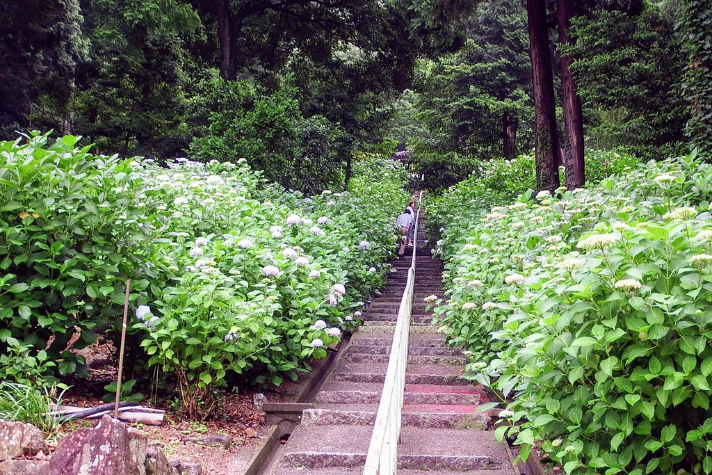 DSCF6803