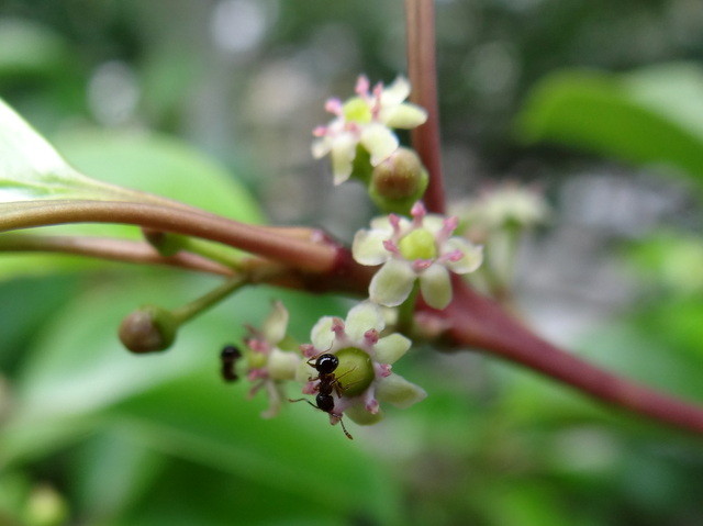 風太君の脱走と黒鉄黐 クロガネモチ の花 れお君と庭の花 Fromたけちゃんマン