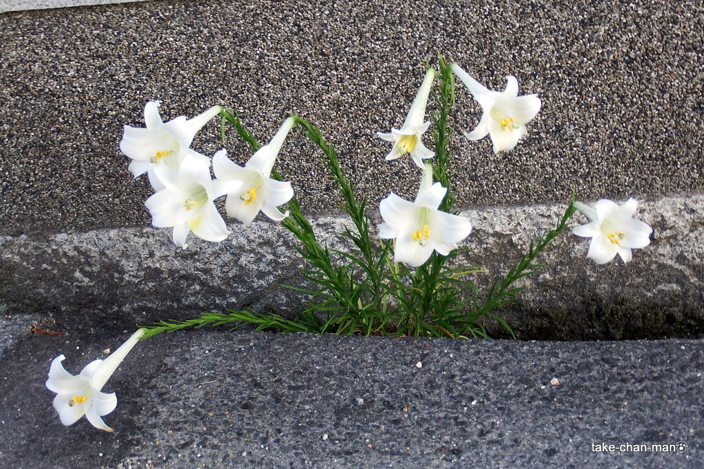 DSCF1022