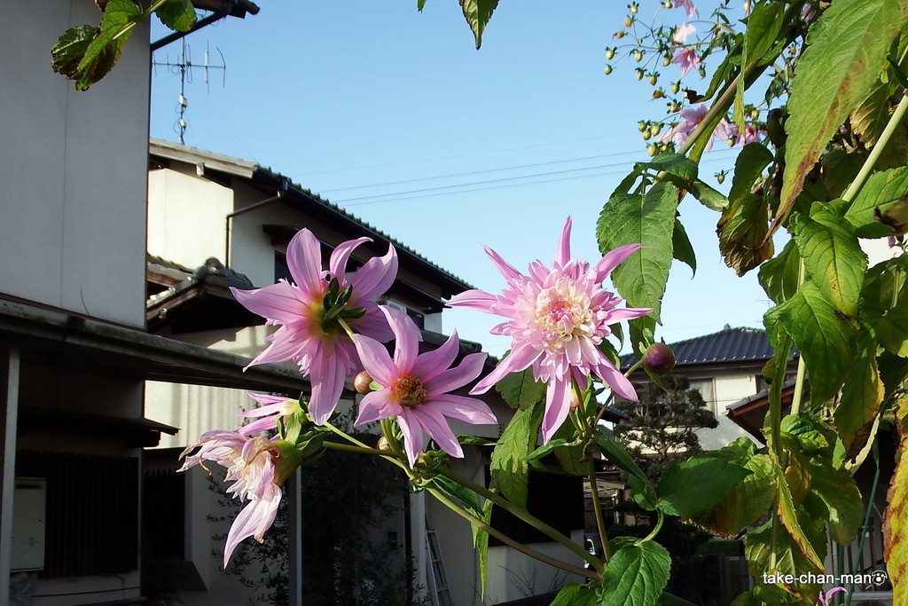 DSCF5142