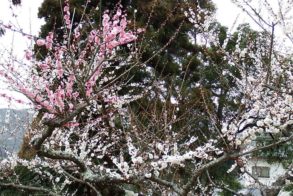 DSCF0551
