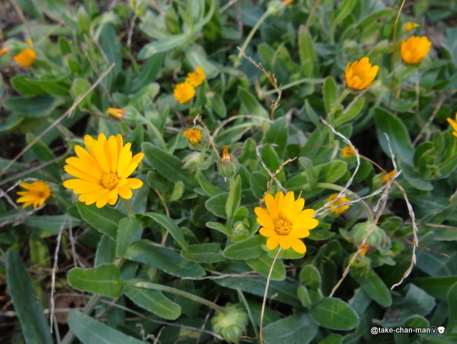 冬知らず 寒咲きカレンデュラ の花です れお君と庭の花 Fromたけちゃんマン