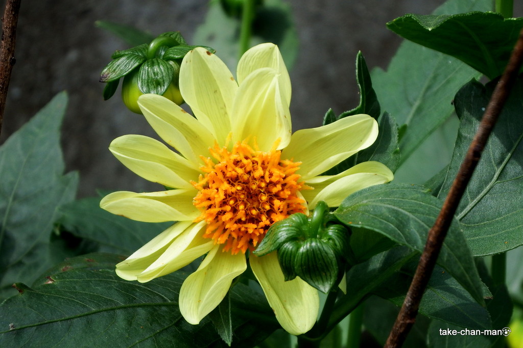 DSCF9934