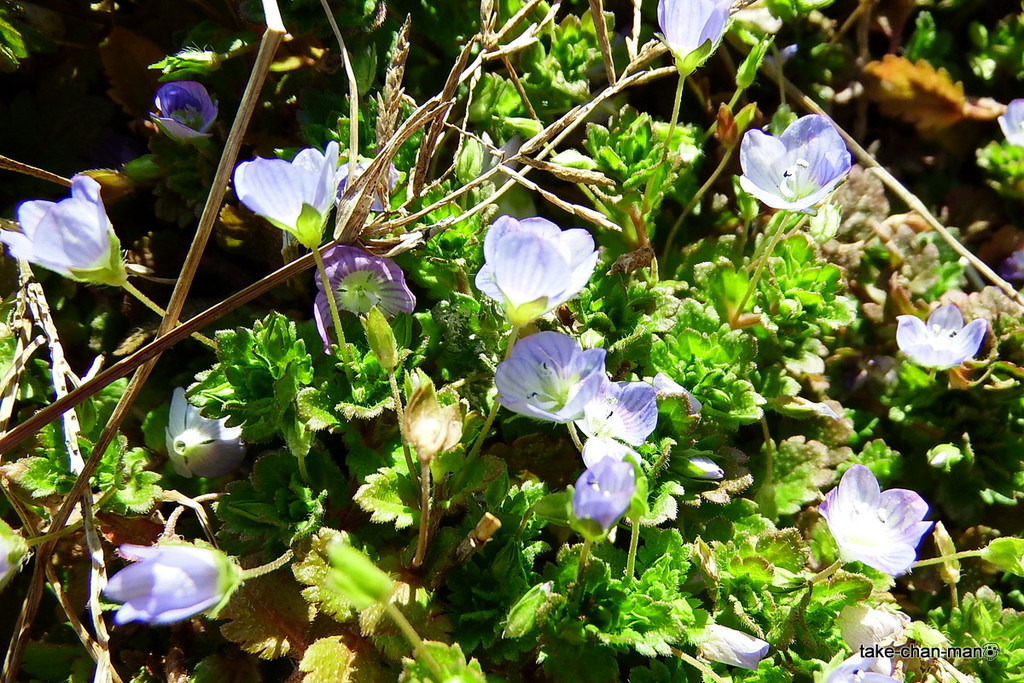 DSCF8955