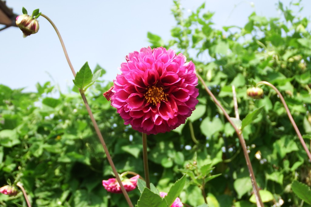 DSCF7809