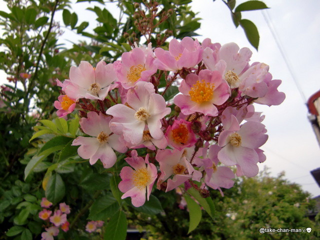 蔓バラのローズ バレリーナが咲いています れお君と庭の花 Fromたけちゃんマン