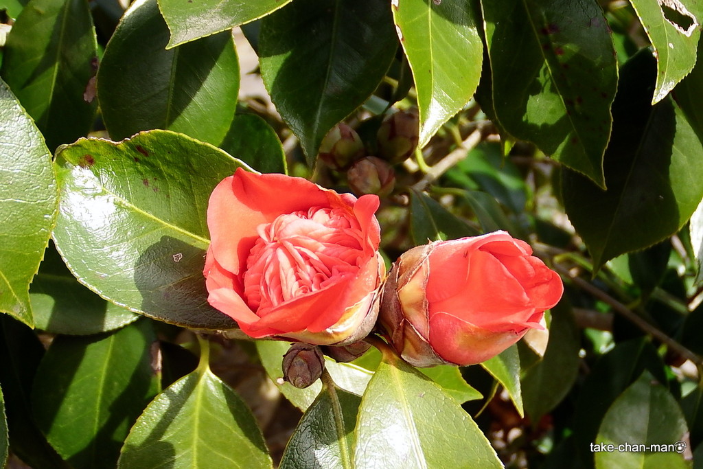 DSCF0139