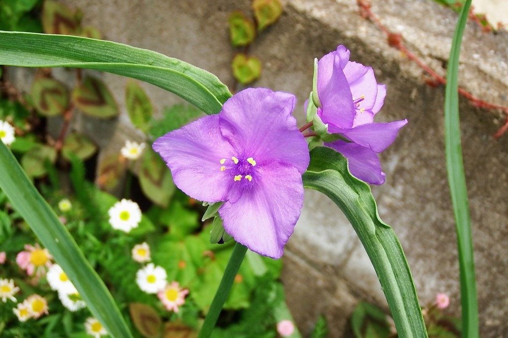 DSCF4811