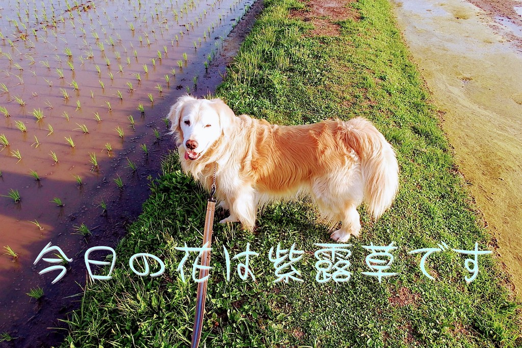 DSCF7254