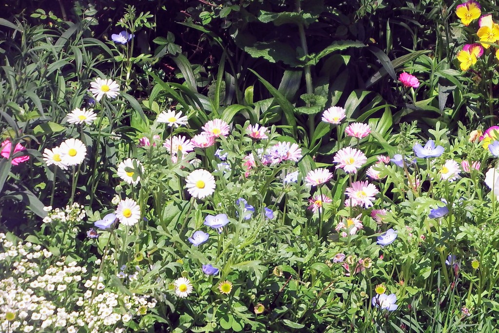DSCF3559