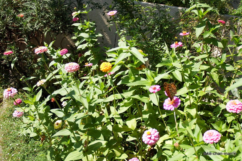 DSCF8494
