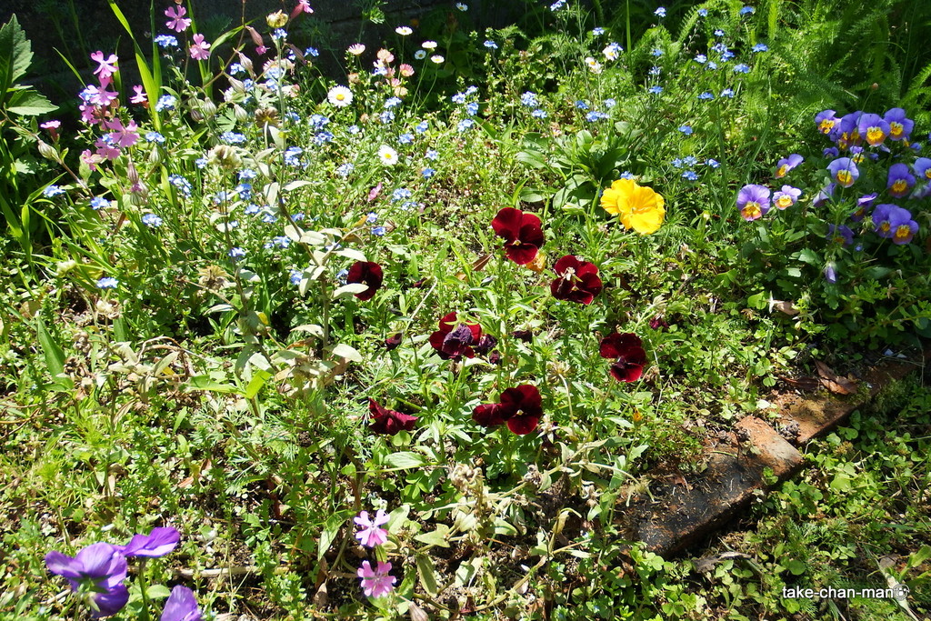 DSCF7963