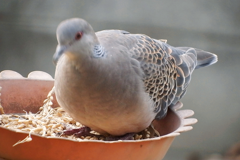 20170326鳩2