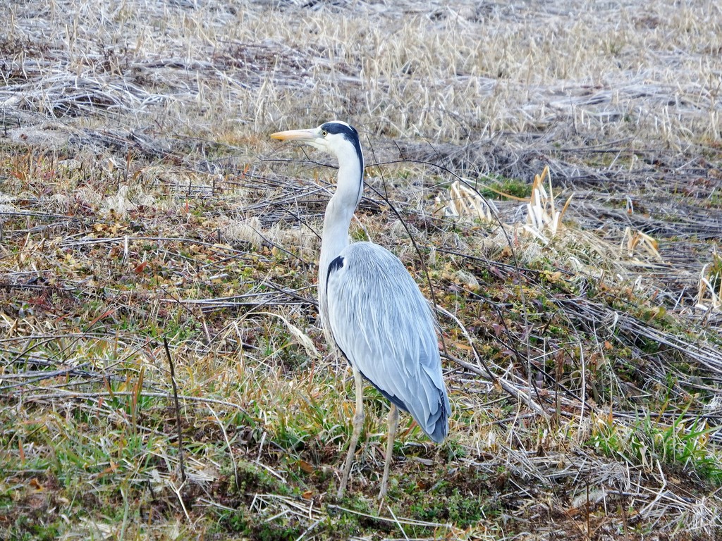 DSCF3032