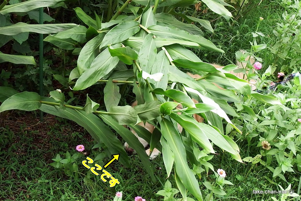 DSCF1380-001