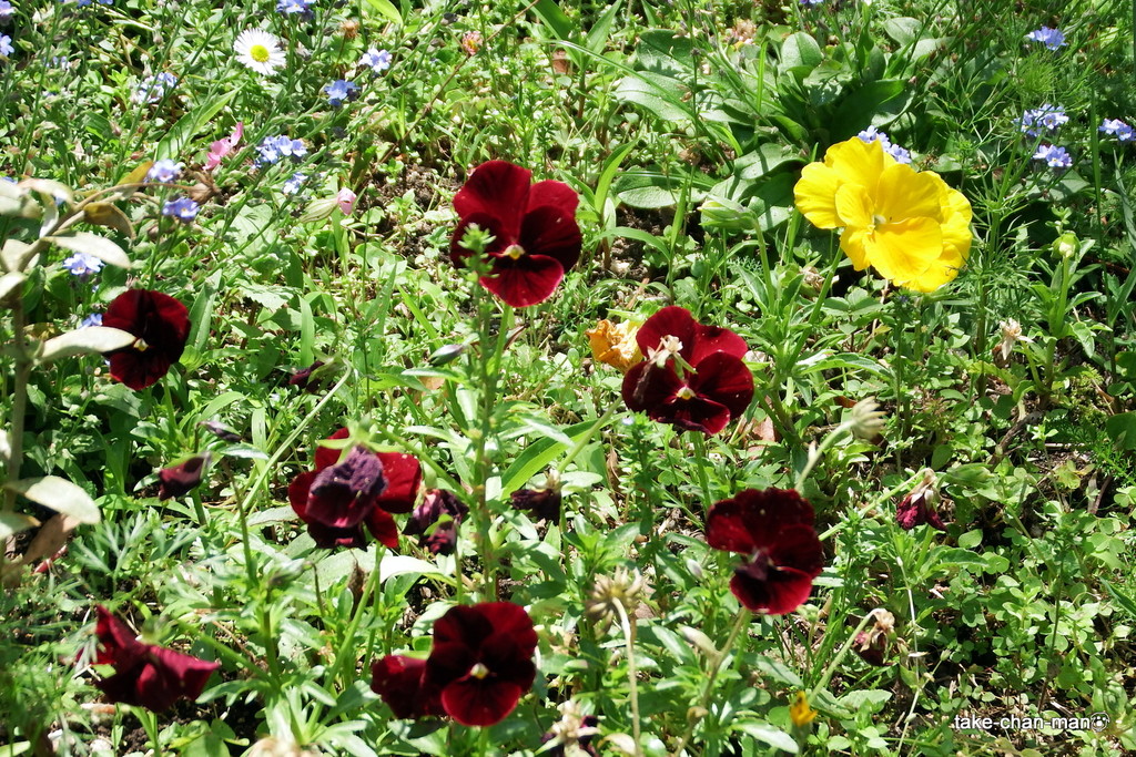 DSCF7967