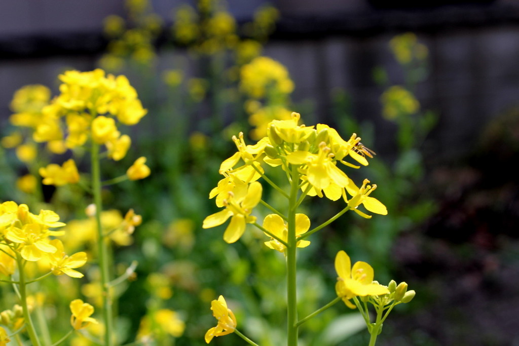 庭の青梗菜の菜の花です れお君と庭の花～fromたけちゃんマン