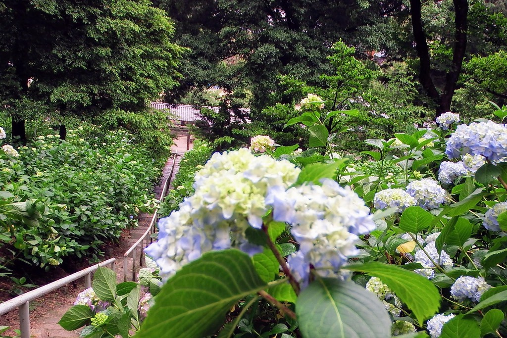 DSCF6818-001