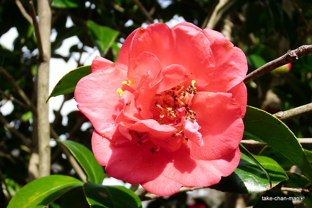 DSCF0130