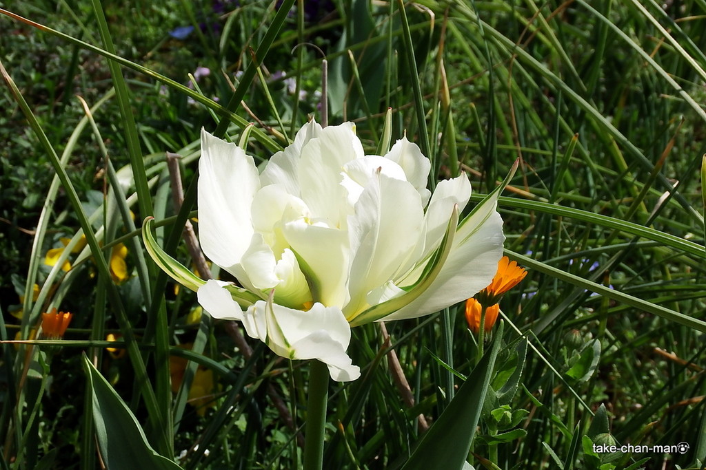 DSCF2811