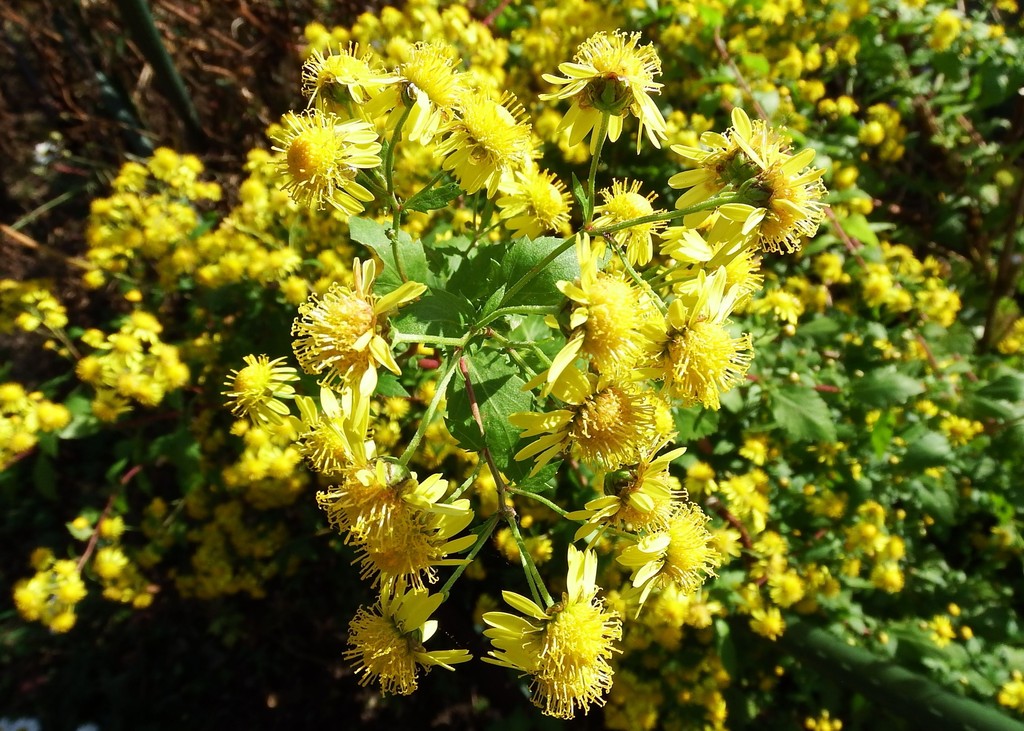 DSCF4542-001