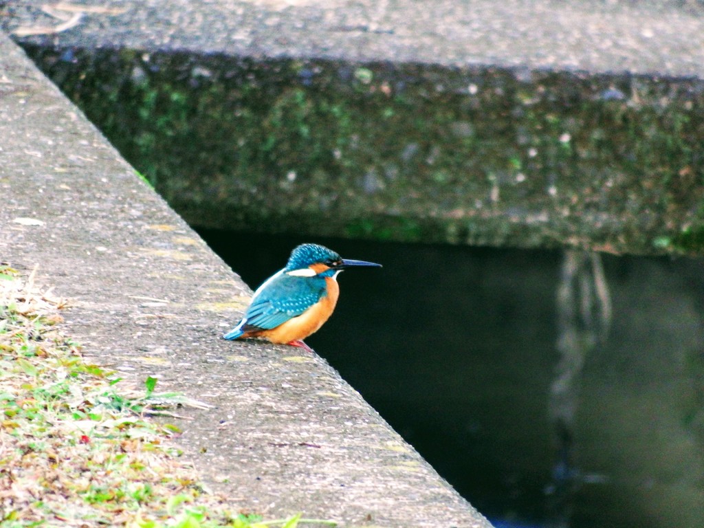 DSCF1045
