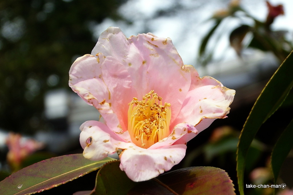 DSCF0160