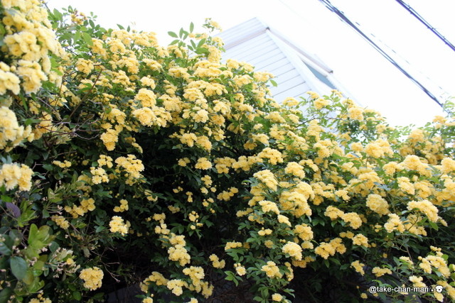 かっとはうすあおきの木香薔薇 もっこうばら れお君と庭の花 Fromたけちゃんマン