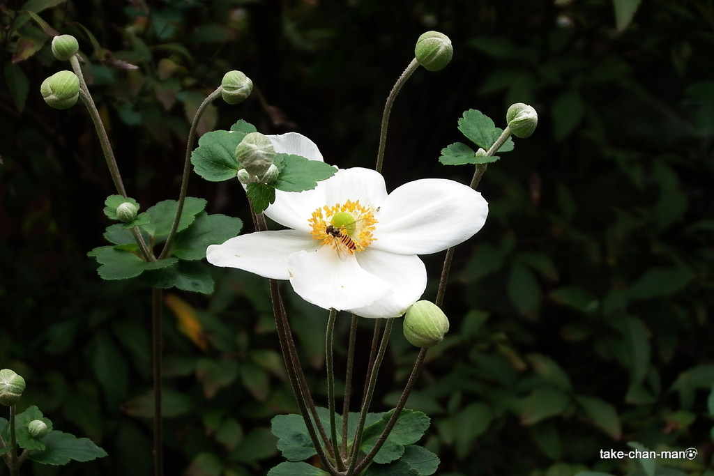 DSCF2678