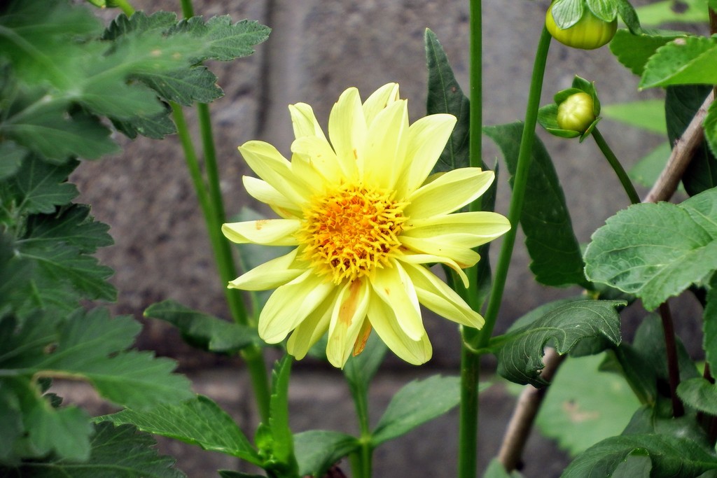 DSCF8051