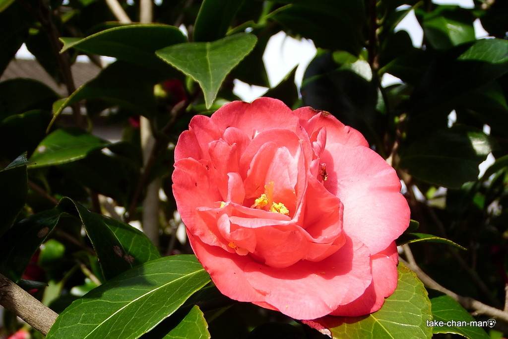 DSCF0129