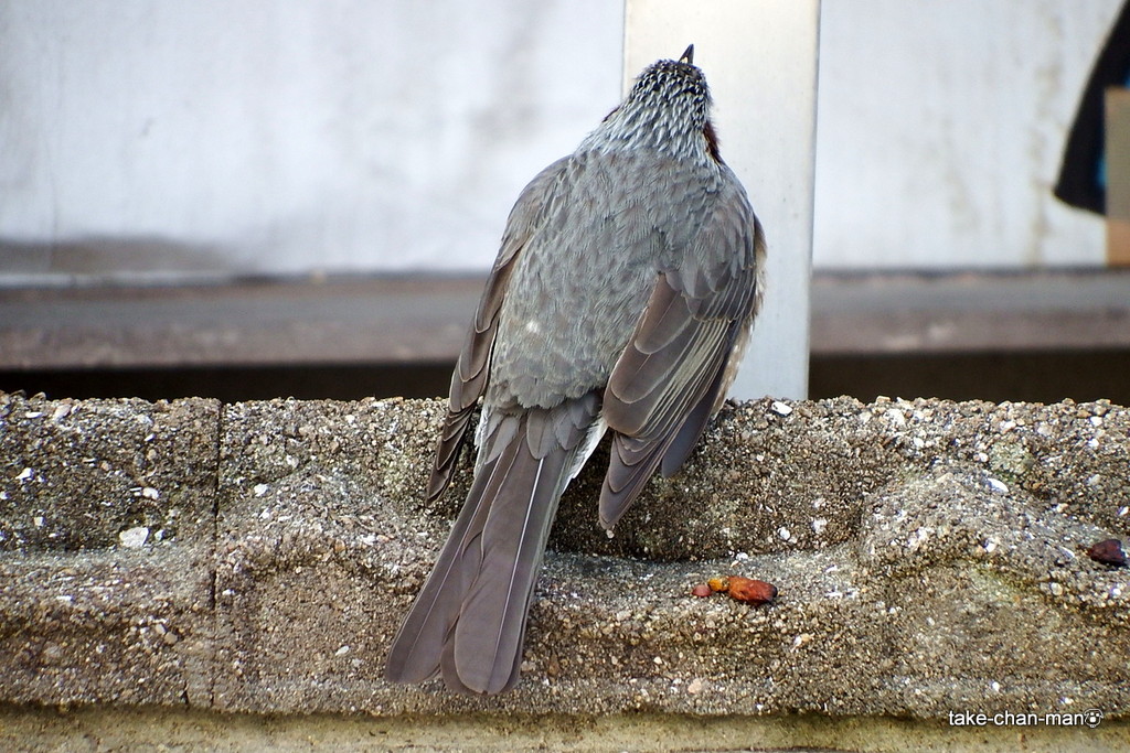 DSCF9208