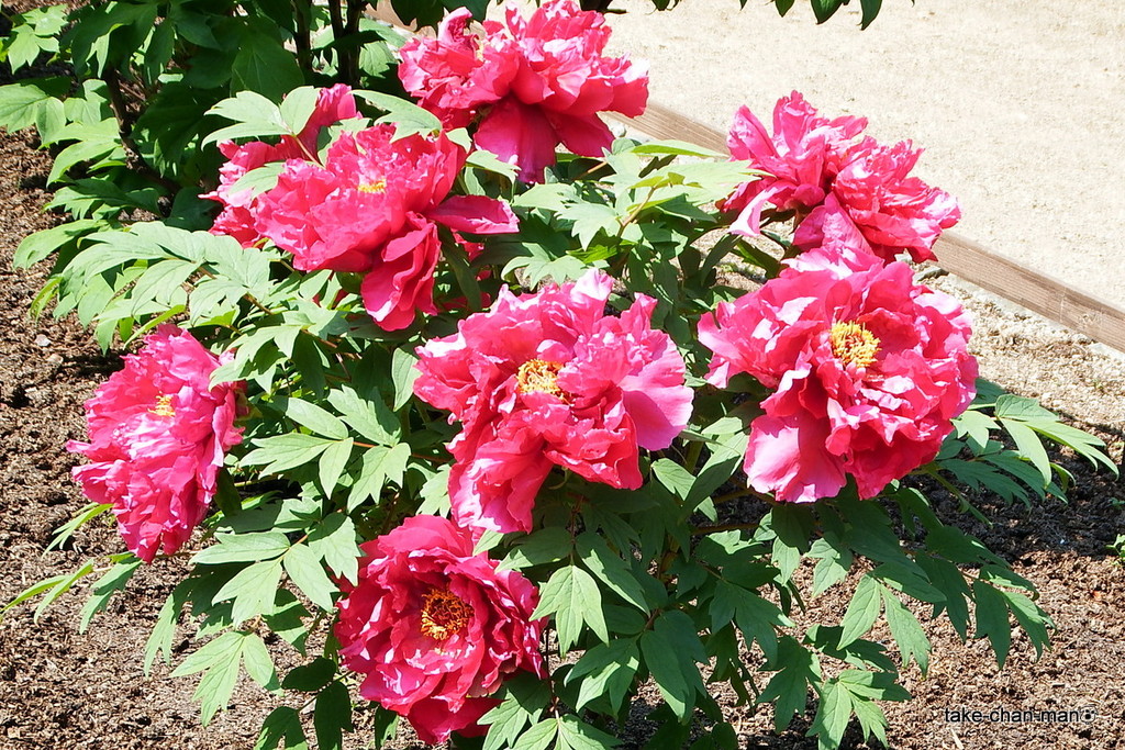 DSCF4102