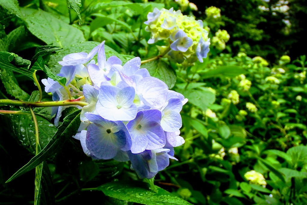 DSCF6814-001