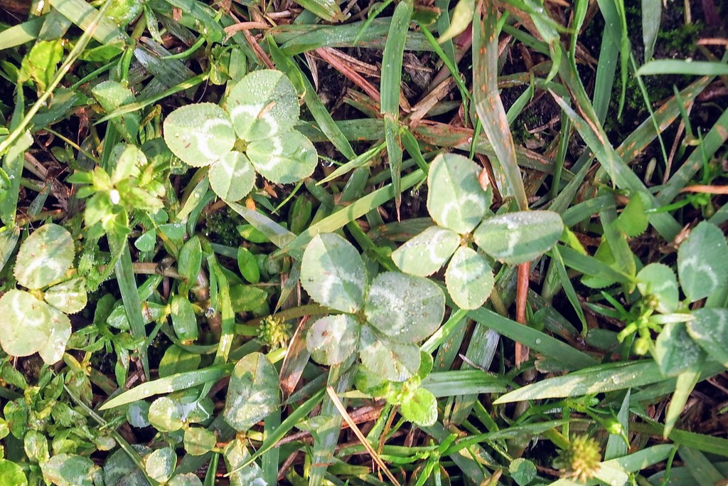 DSCF6385