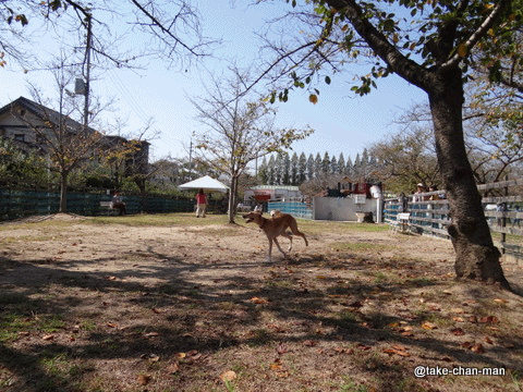 20131014バラ園4