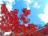 青空紅葉