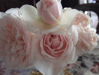 2026_0122アマリリス0002