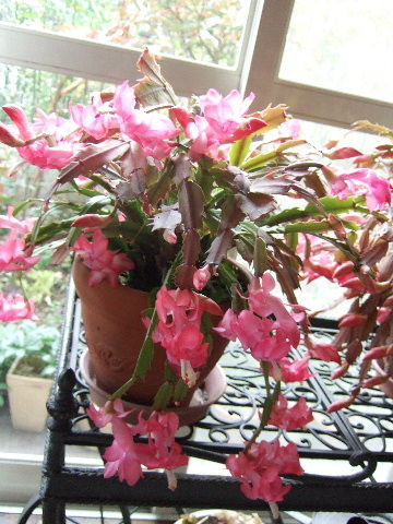�ǣ������ꥹ�ޥ�����������