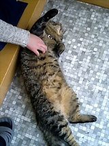 あおむけ