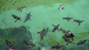 ペンギンの泳ぎ