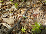 DSCN1767