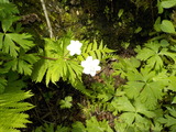 DSCN1750