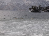 兜島周辺の白鳥