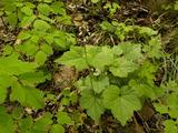 DSCN1745