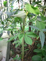 IMGP0328