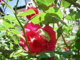 IMGP0338