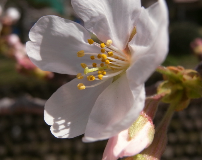 桜20b