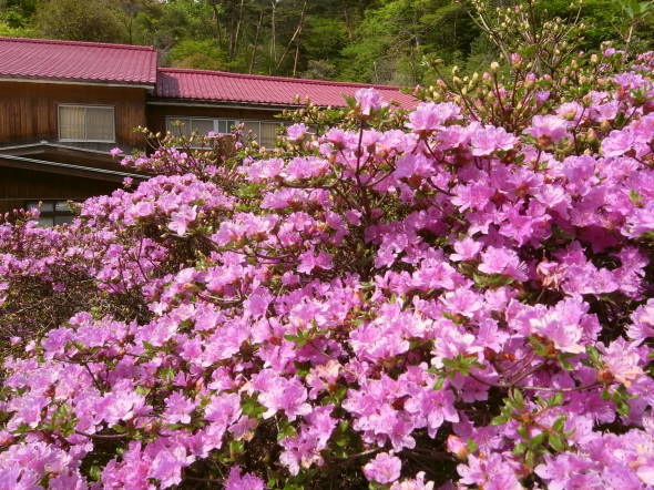 新湯温泉16