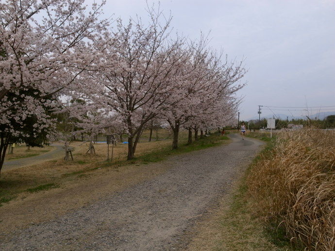 ¤µ¤¬ºù¥Þ¥é¥½¥ó53